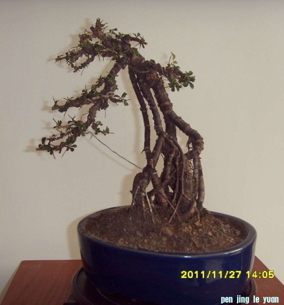 SDC12400.JPG