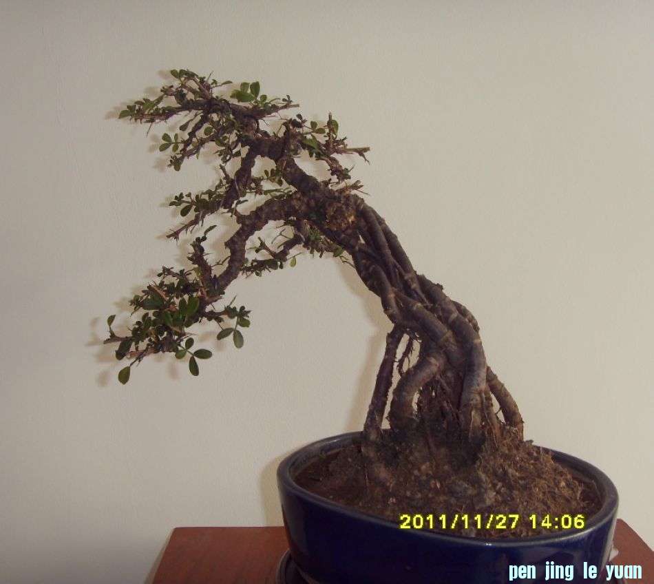 SDC12401.JPG