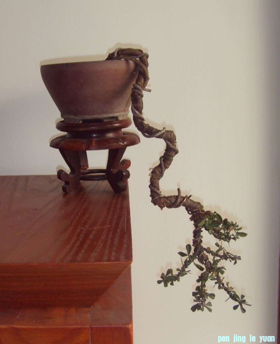 SDC12402.JPG