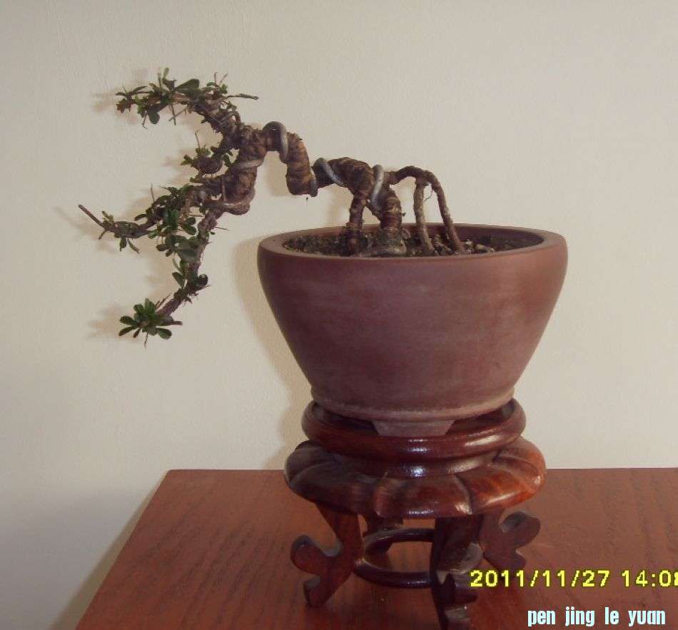 SDC12405.JPG