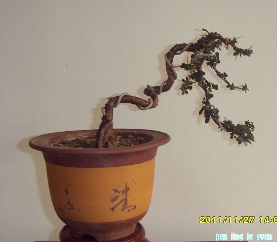 SDC12406.JPG