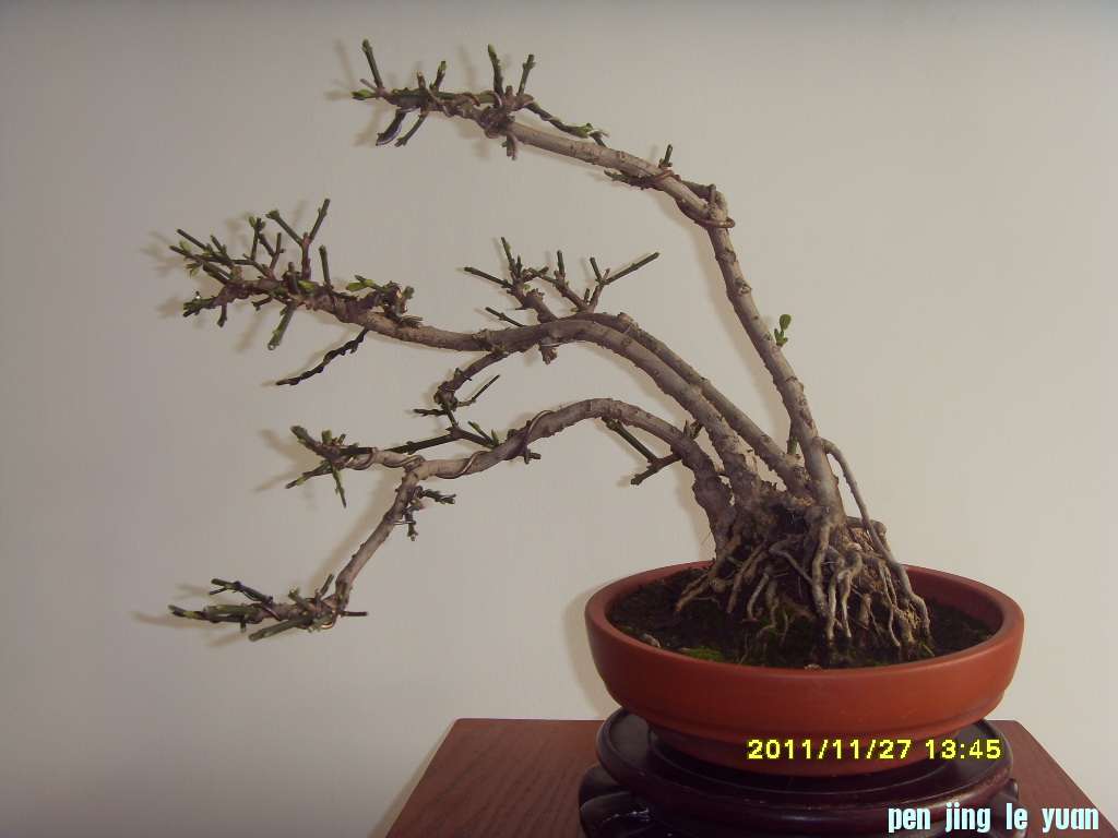 SDC12385.JPG