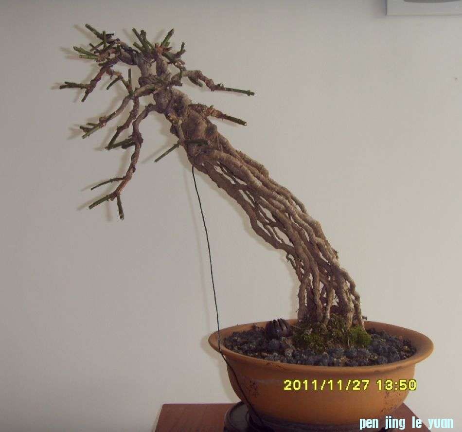 SDC12386.JPG