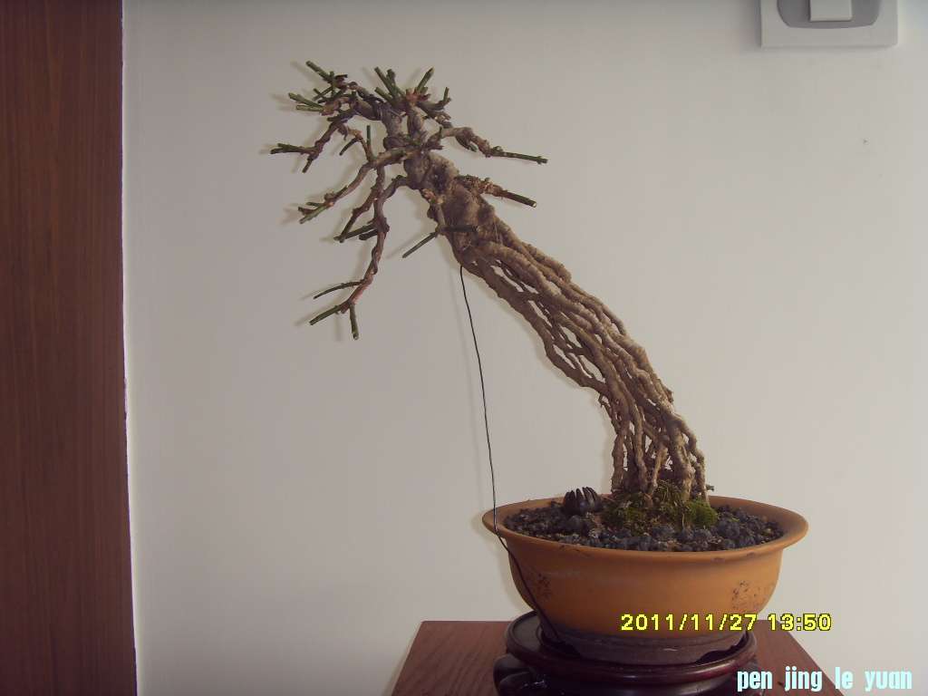 SDC12387.JPG