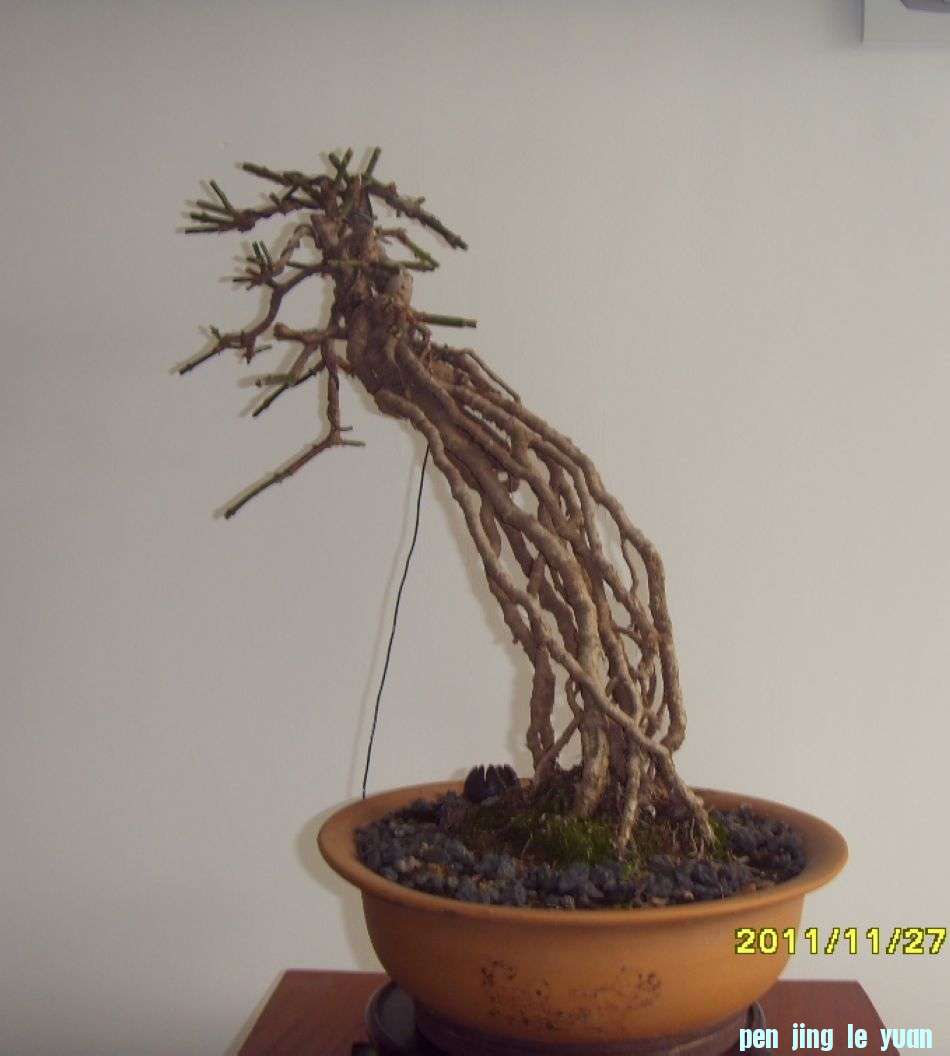 SDC12388.JPG