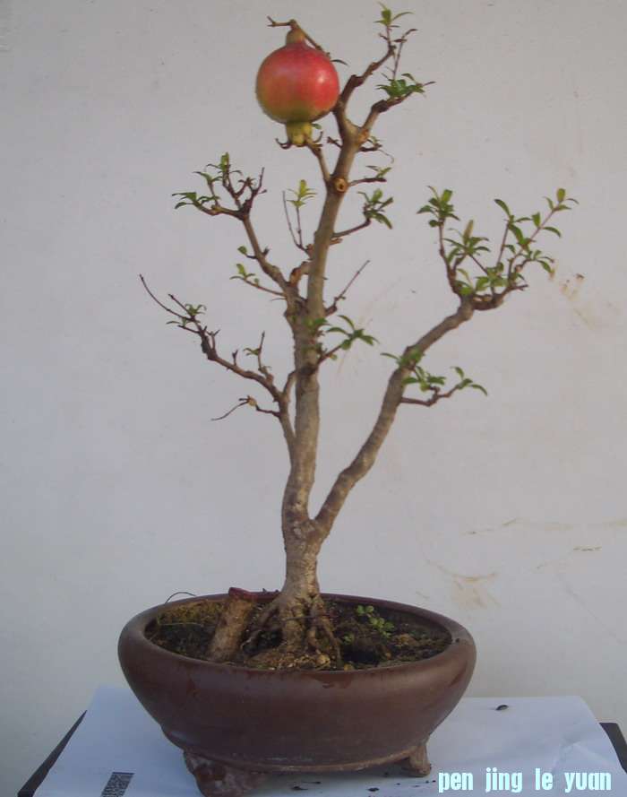ʯ111127.JPG