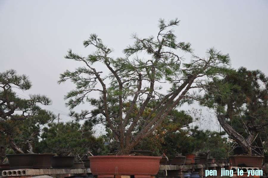 Ƭ 006.jpg