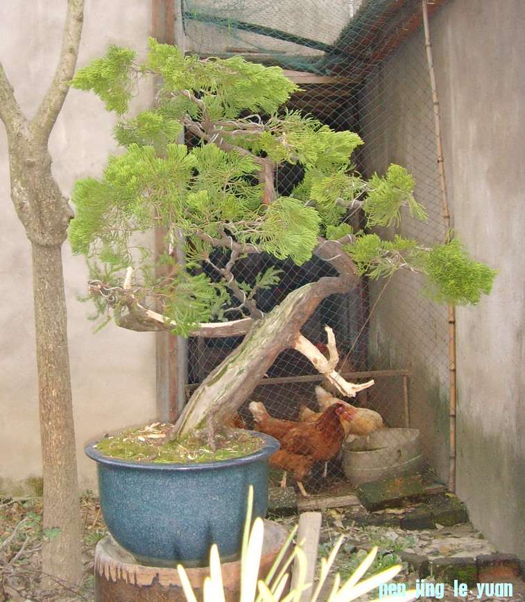 SNV37049.jpg