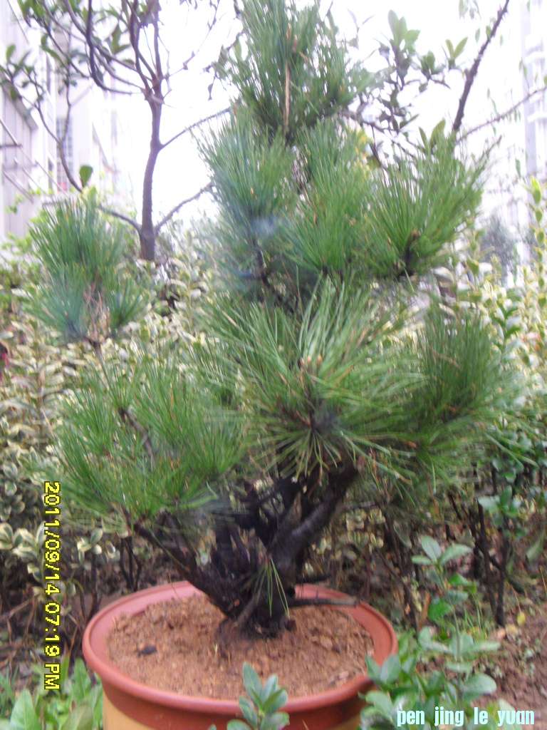 SDC11543.JPG