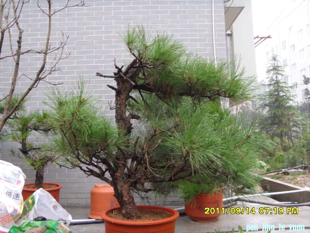 SDC11547.JPG