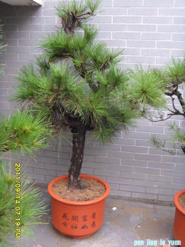 SDC11548.JPG