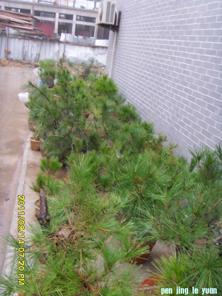 SDC11550.JPG