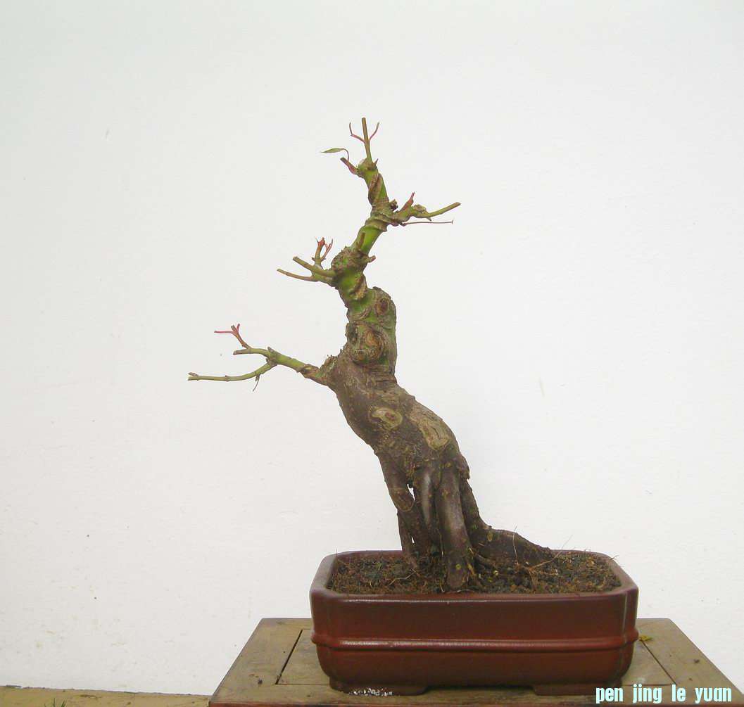 IMG_0042.JPG