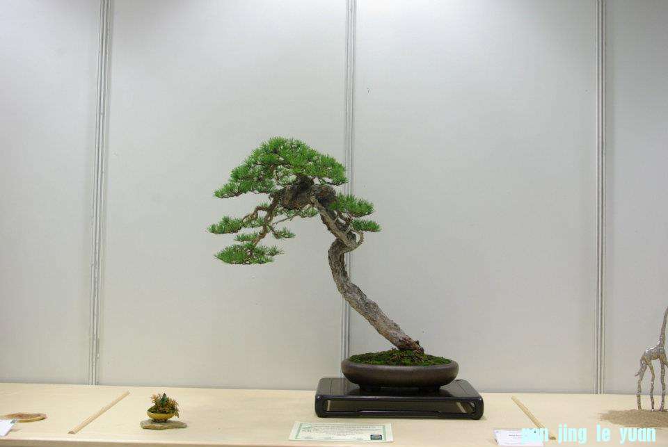 Centro Niemeyer Primero Concurso Nacional de Bonsai 015.jpg
