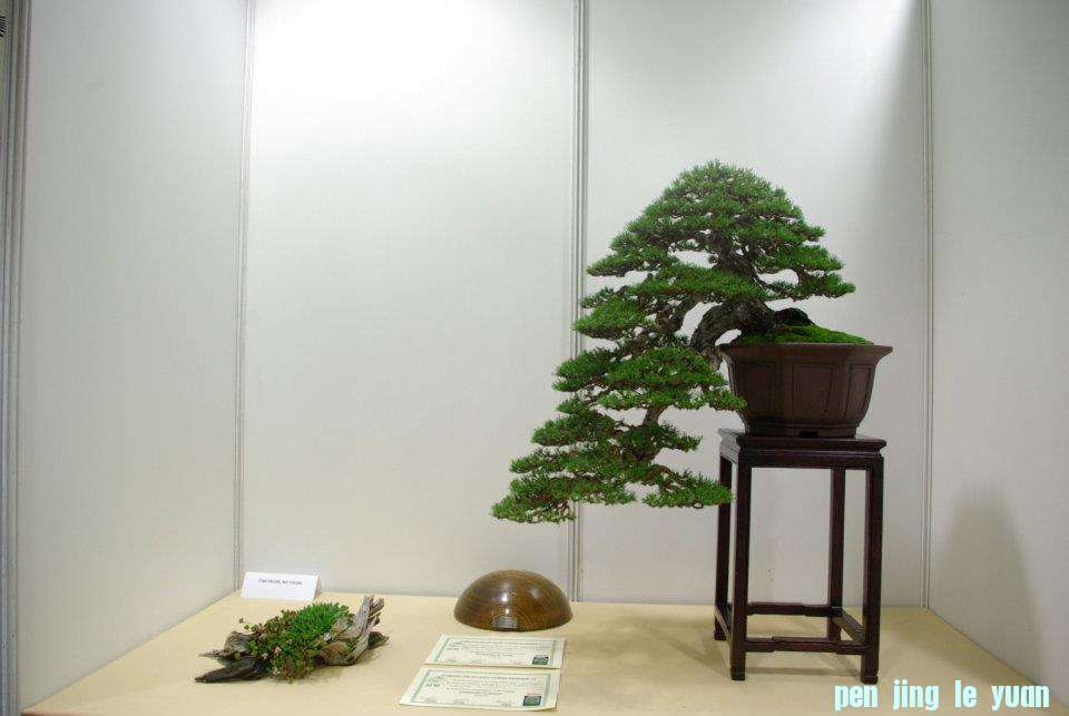 Centro Niemeyer Primero Concurso Nacional de Bonsai 018.jpg