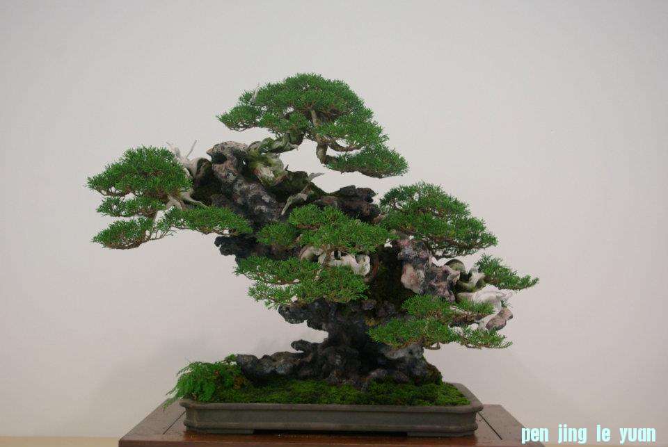 Centro Niemeyer Primero Concurso Nacional de Bonsai 023.jpg