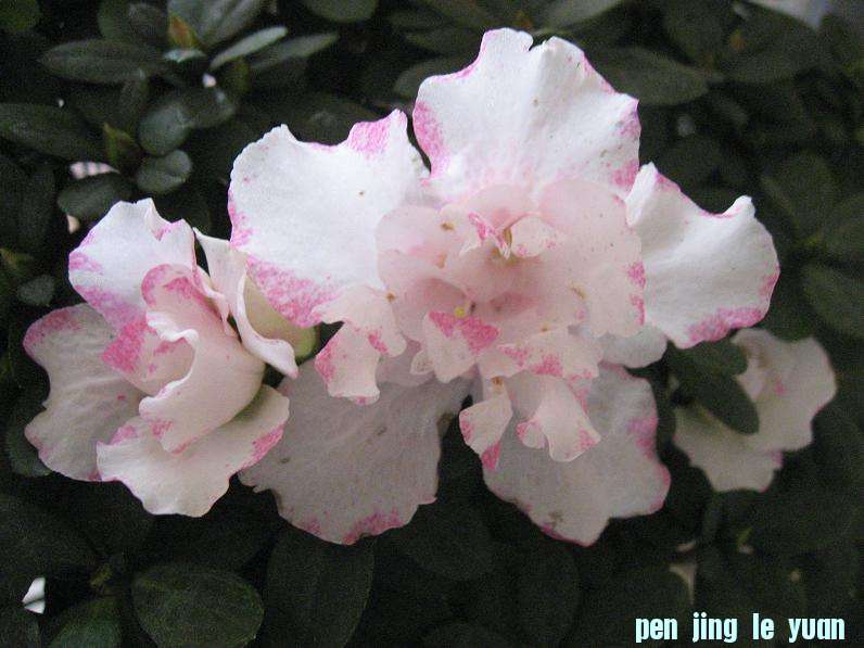 Ƭ 074.jpg
