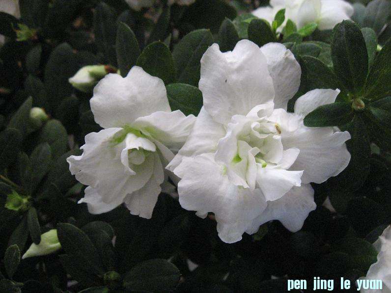 Ƭ 075.jpg