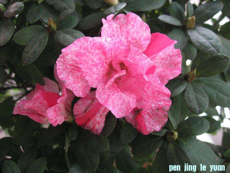 Ƭ 077.jpg