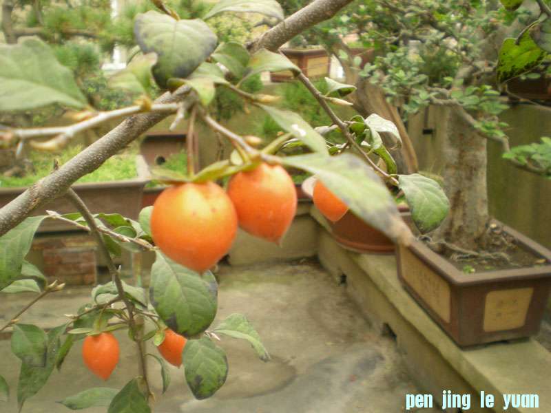 DSCN2170.JPG