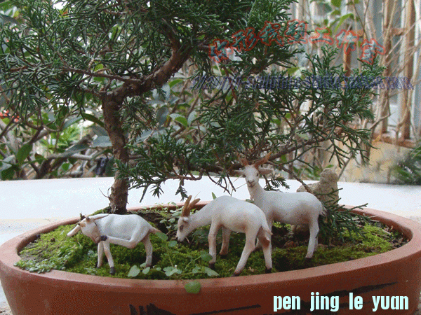 ̩.gif