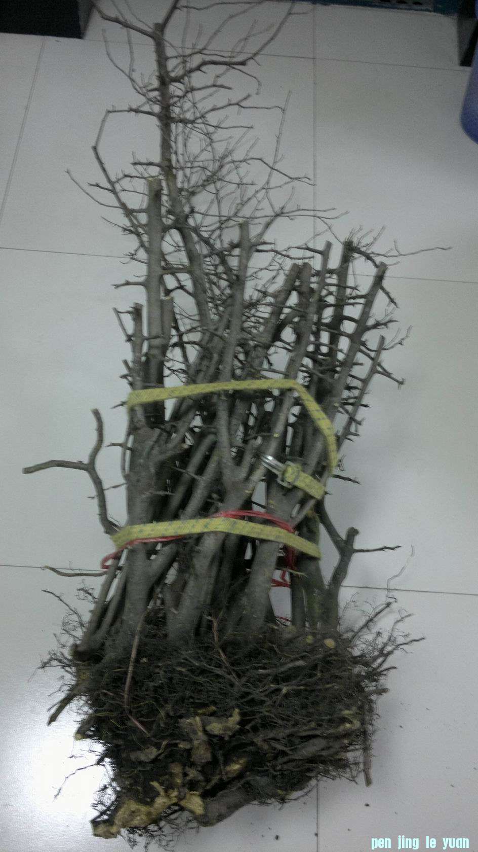 20111203039.jpg