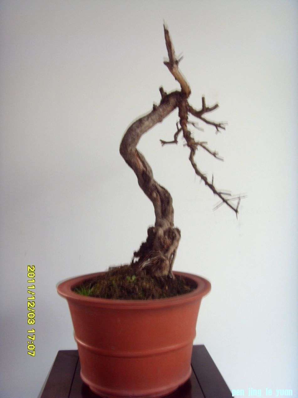 SDC12440.JPG