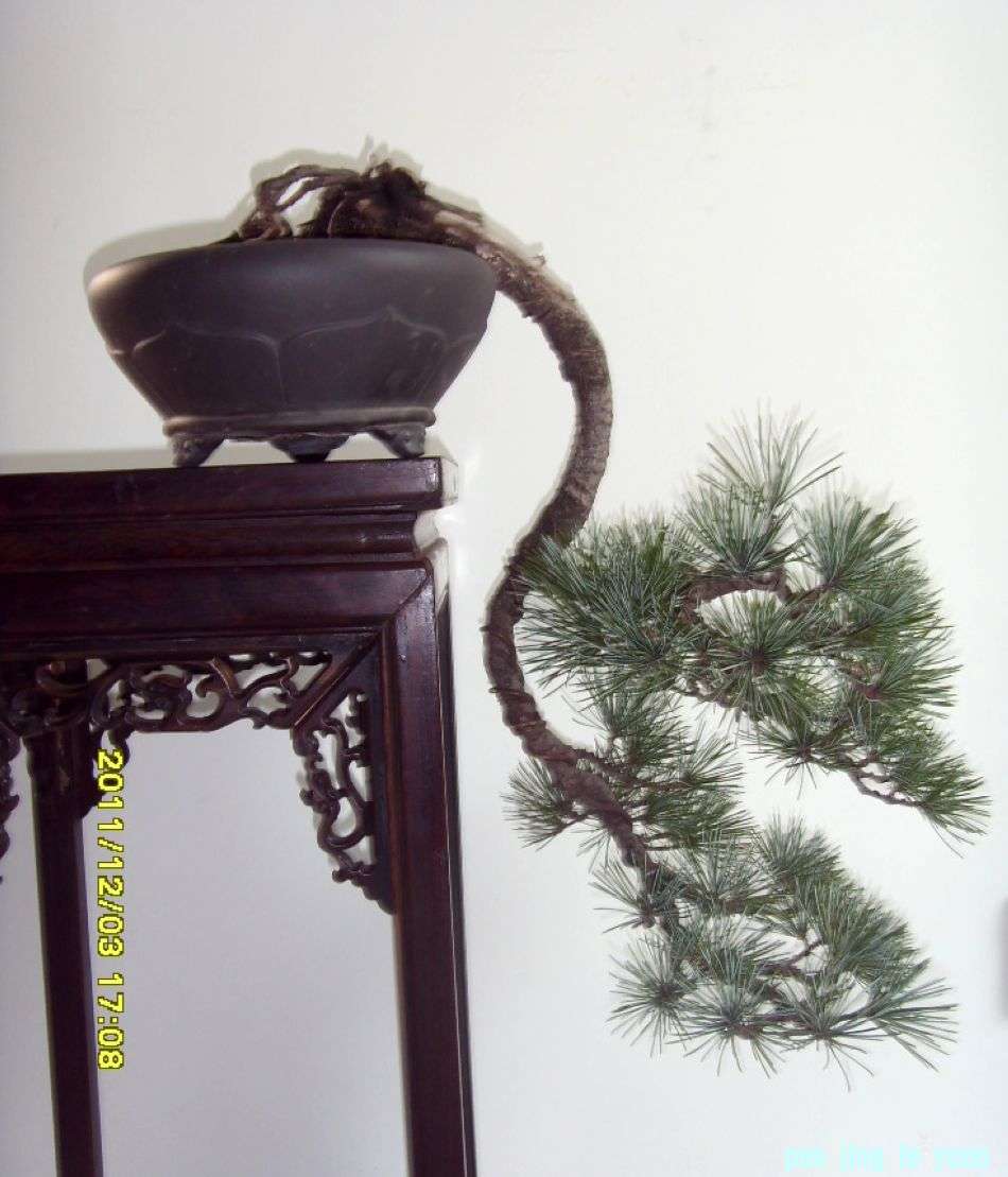 SDC12441.JPG
