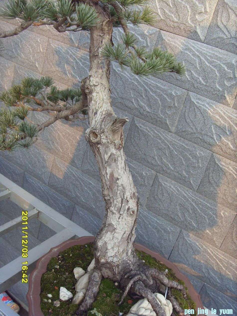 SDC12429.JPG