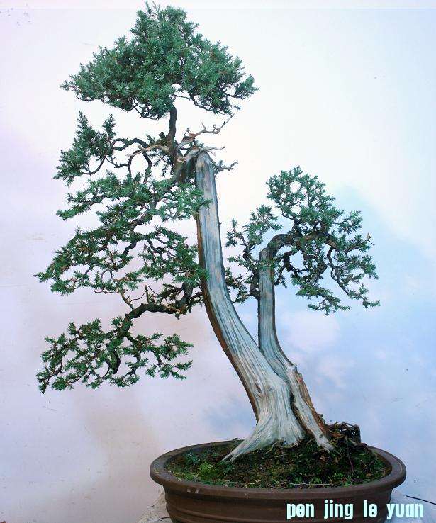 9������ʽ��֦�����������.