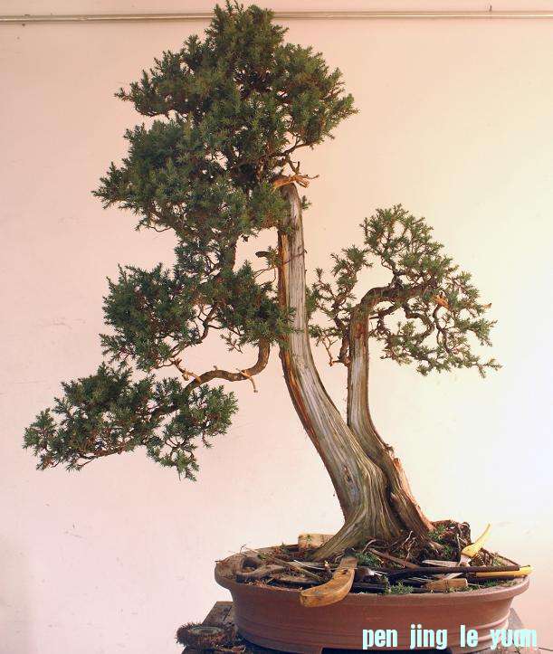 8���²�����֦��Ϊ���ҵ�׺.