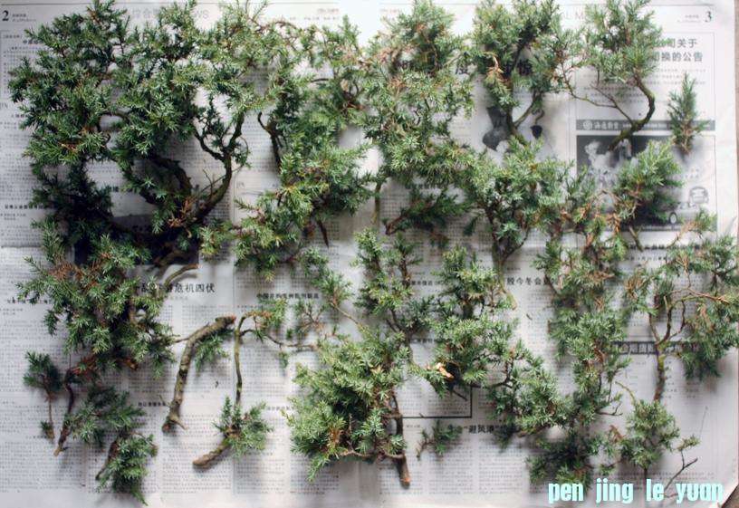 7�������μ�ȥ��֦.