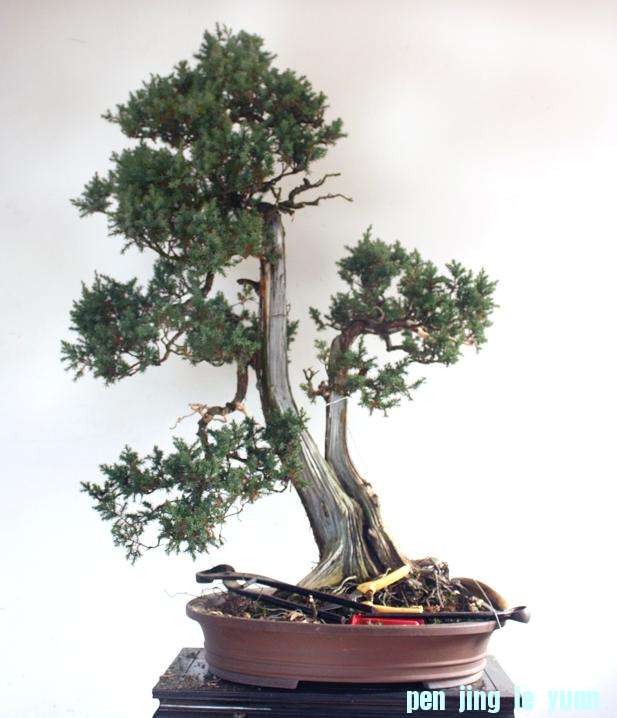 6����һƮ֦���۲��Ե���.