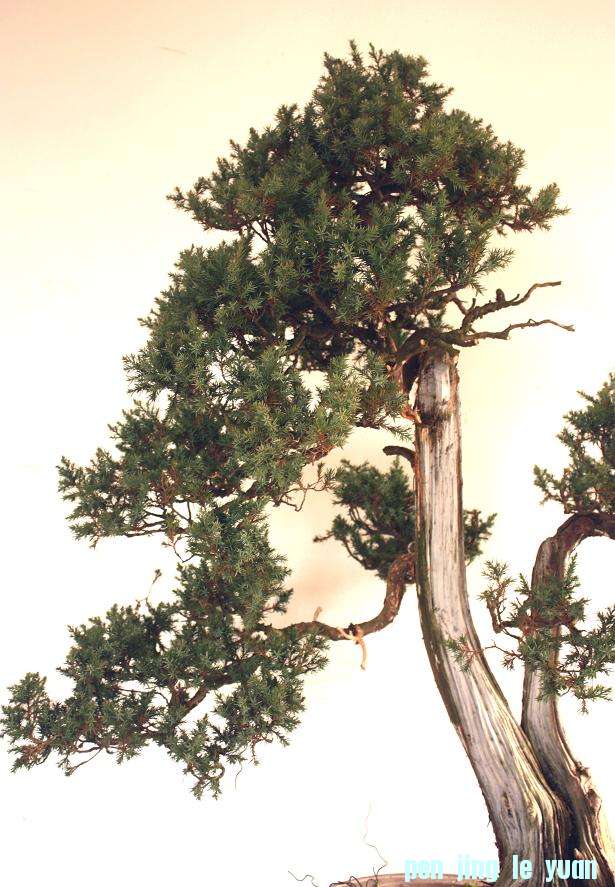 5��ȥ��ͷ���ϲ�Ӻ��֦,ʹ���ɹ�֮ͨ����֦.