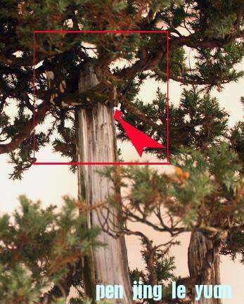 4����֦������,����������.