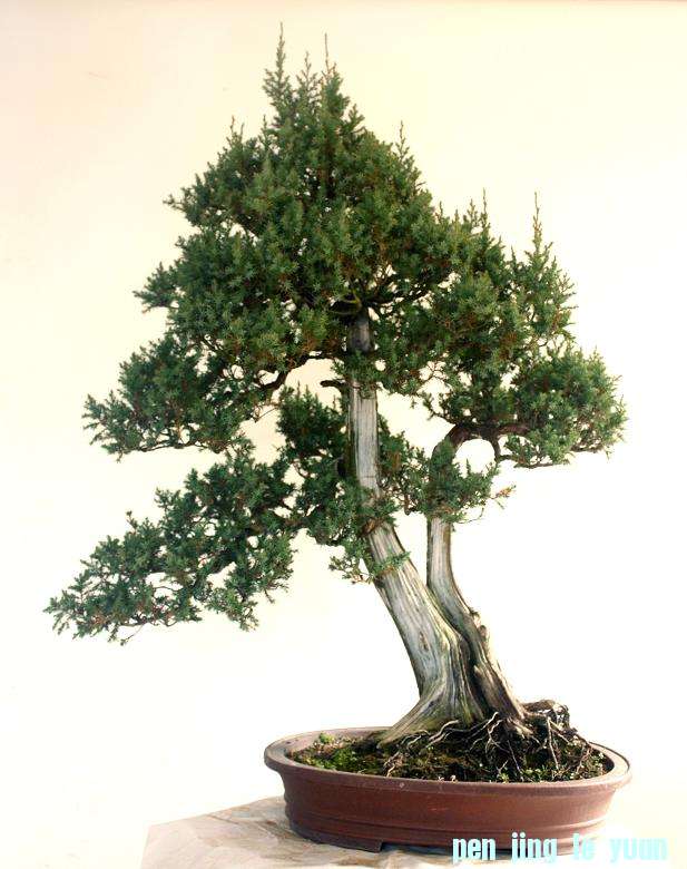 1��ֲ����8��