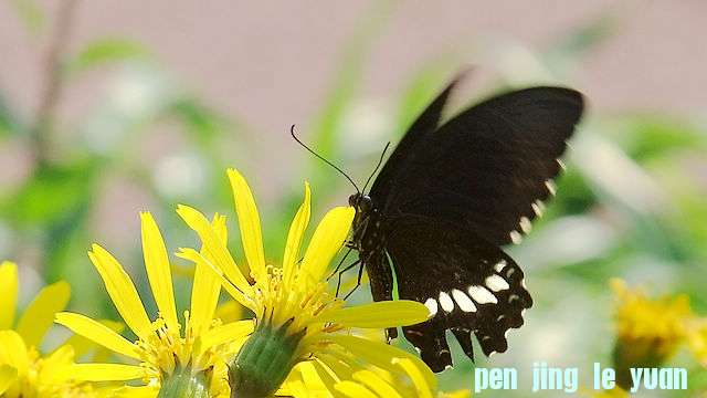 DSCF6849.jpg