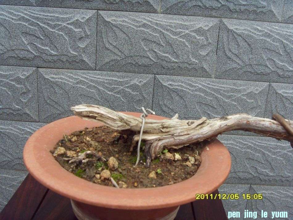 SDC12522.JPG