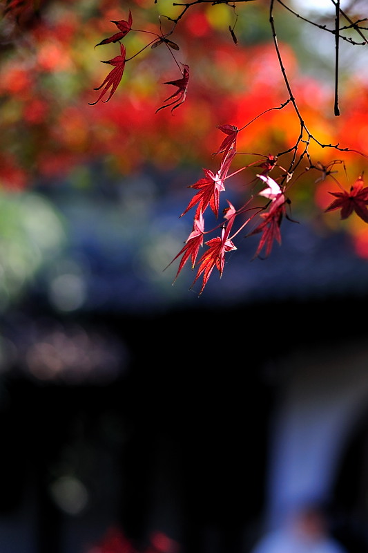 DSC_8936.jpg