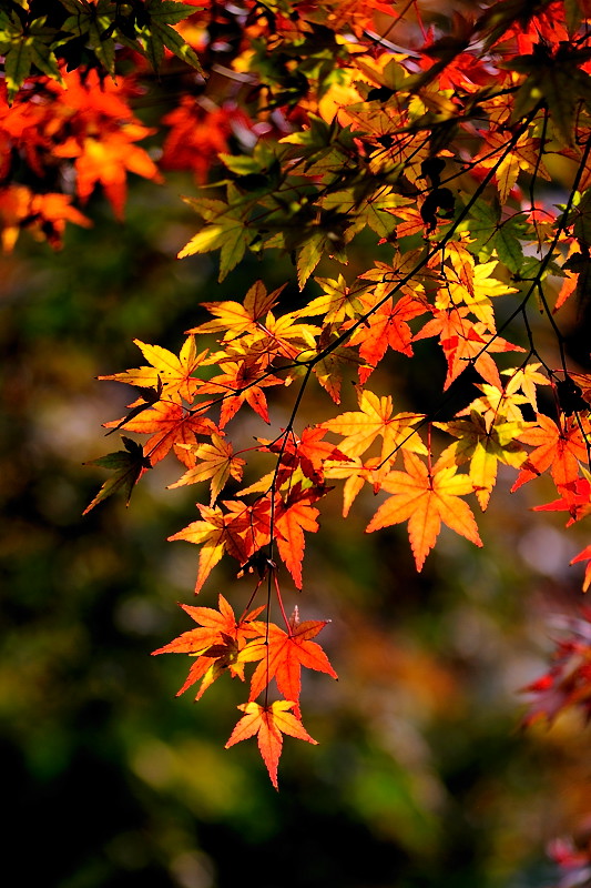 DSC_9238.jpg