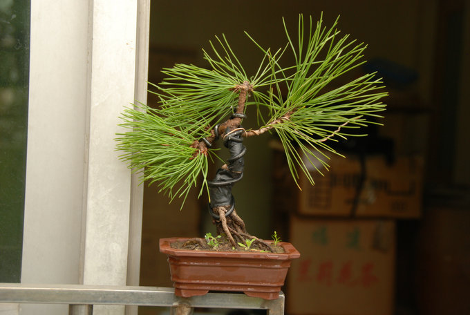 DSC_0403.JPG