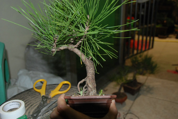 DSC_0387.JPG