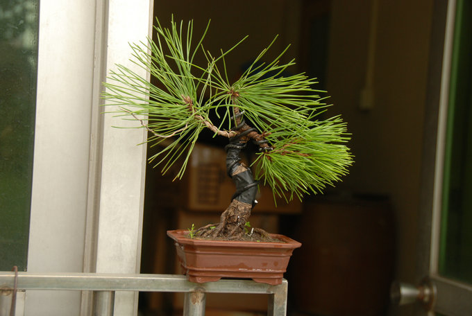 DSC_0402.JPG