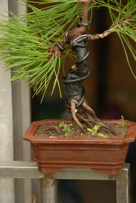 DSC_0405.JPG