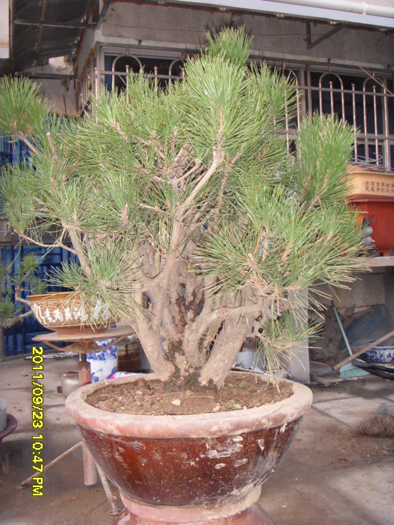 SDC11580.JPG