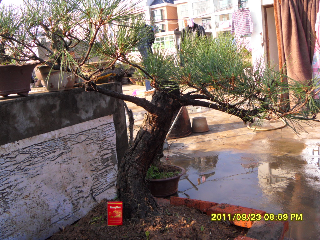 SDC11565.JPG
