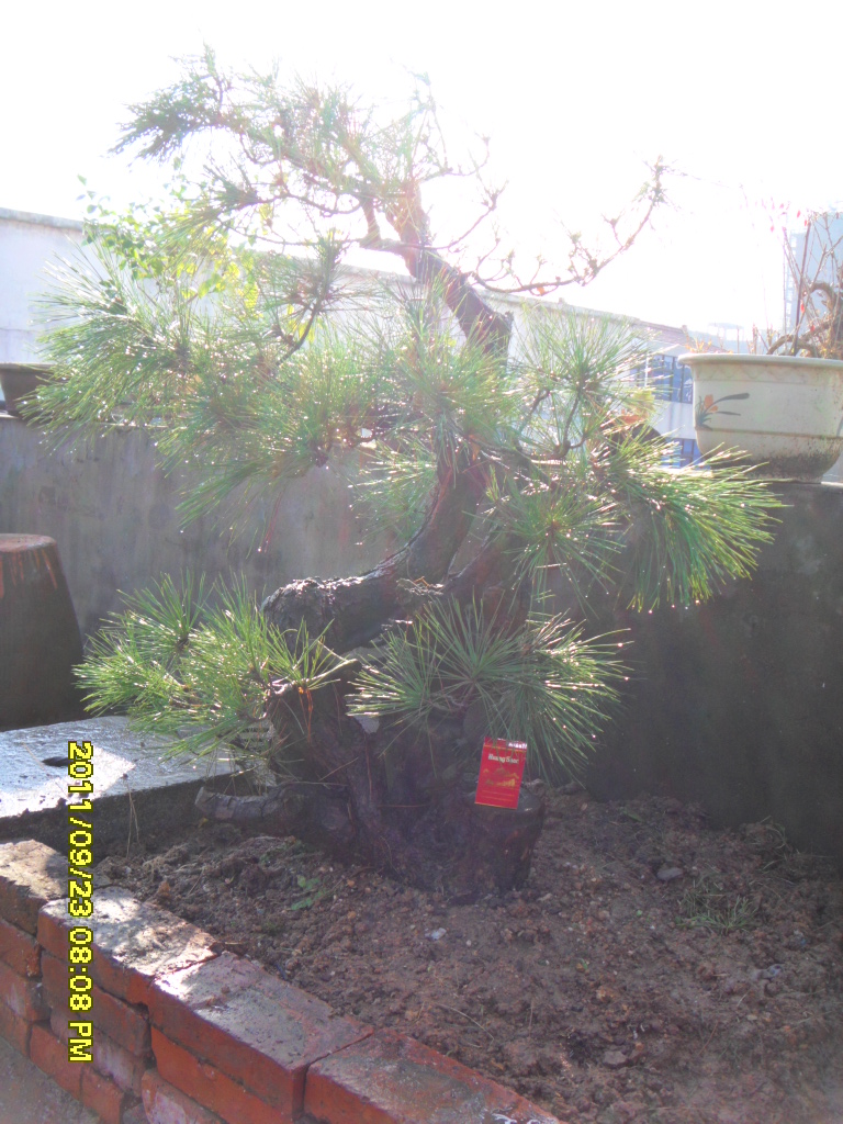 SDC11563.JPG