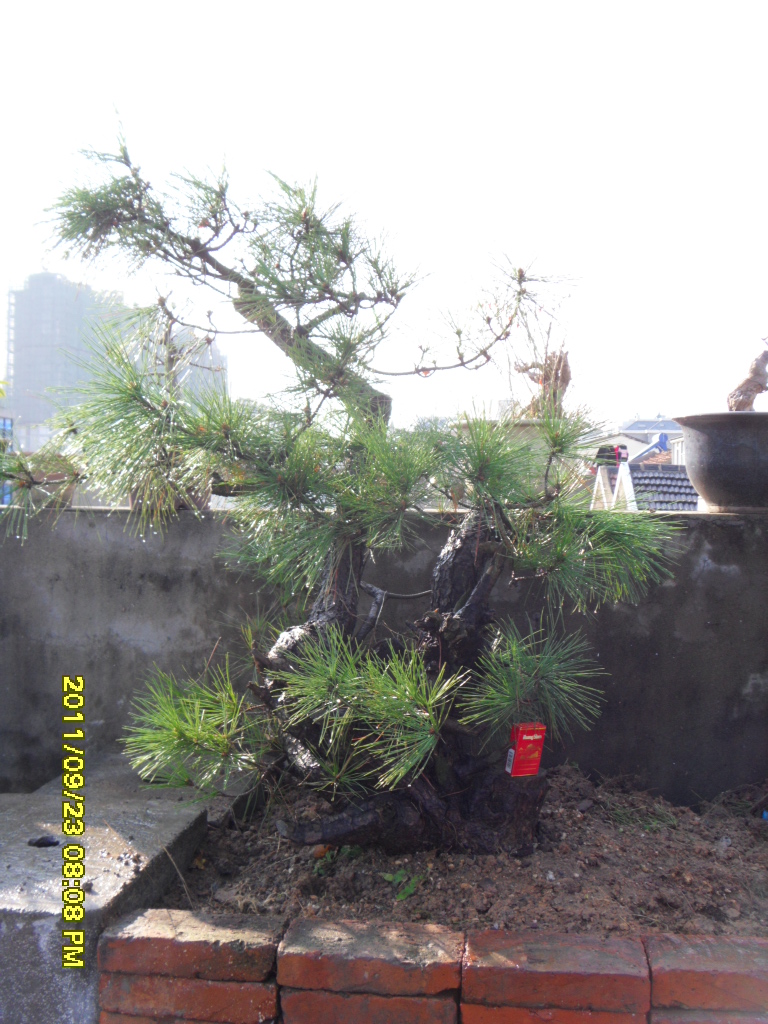 SDC11564.JPG