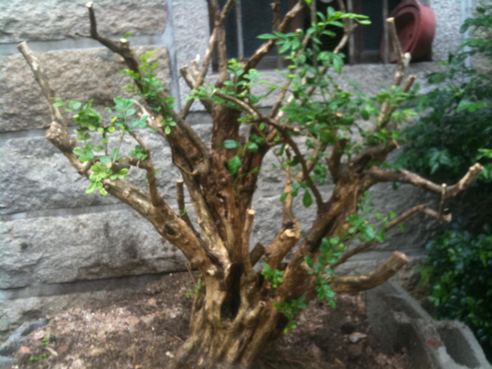 Ƭ 057.jpg