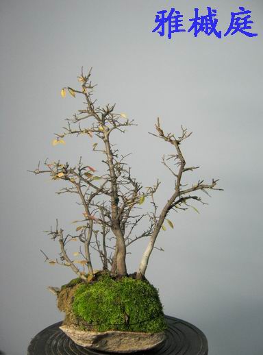 С ת IMG_0378.JPG